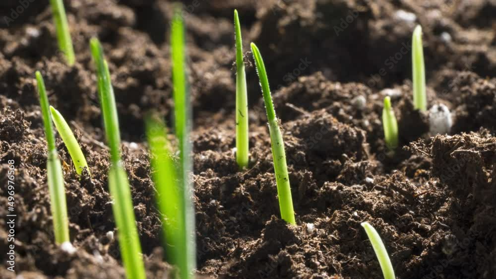 Time Lapse Hard Red Winter Wheat Growing In Farmers Field