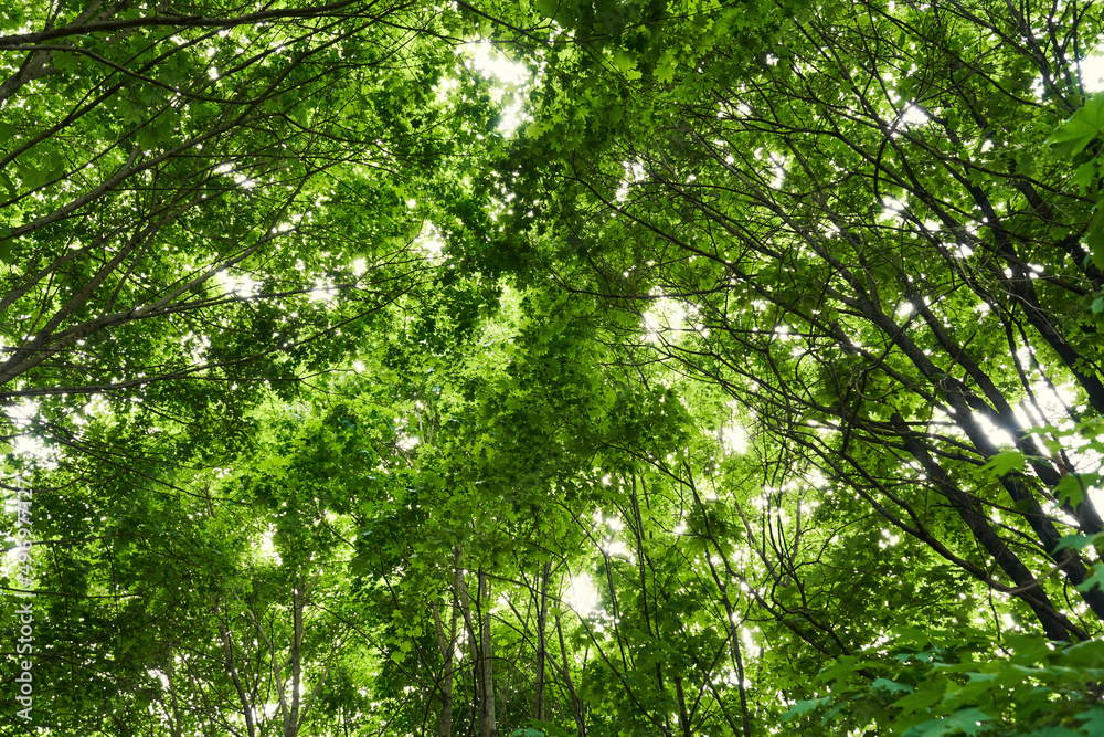 The sun shines through the foliage of dense tree crowns. Abstract nature backgrounds The sun shines through the foliage of dense tree crowns. Abstract nature backgrounds