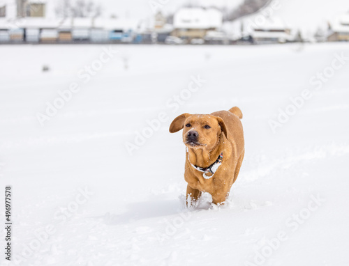 Fototapeta Naklejka Na Ścianę i Meble -  brown labrador retriever running in deep snow in swiss winter