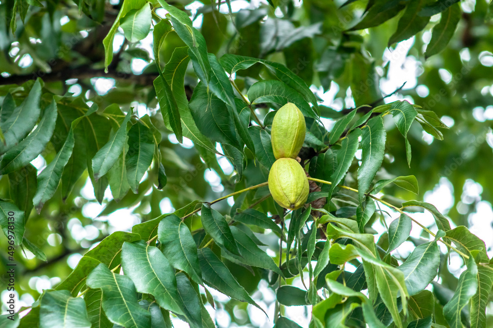 Green pecan nuts growing on tree in Brazil Green pecan nuts growing on tree in Brazil