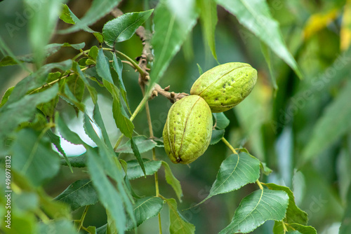 Green pecan nuts growing on tree in Brazil