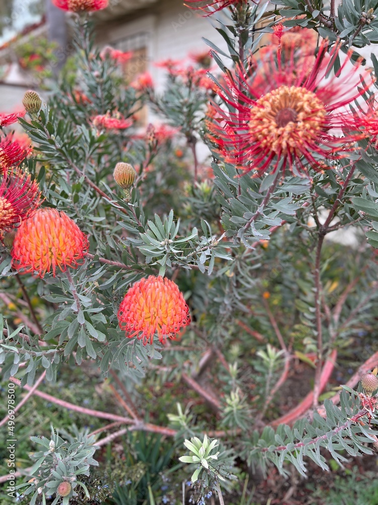 Fototapeta premium Leucospermum cordifolium - also known as Nodding pincushion - flower in bloom