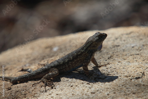 Blue Belly Lizard on a rock