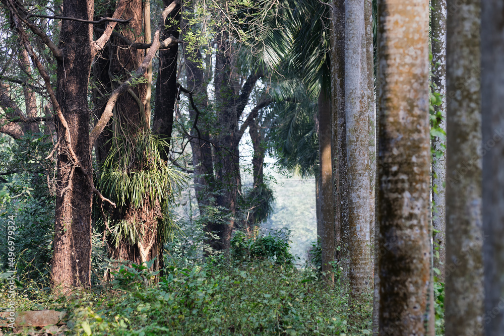 Naklejka premium Dry leaves and trees, moody winter tree roots background with play of light and shadow on them, Kolkata, India