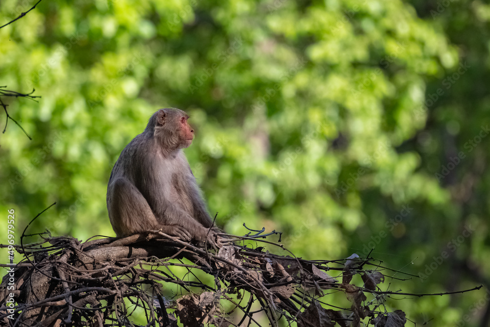 Gray langur, a monkey sitting on a branch, India, Madhya Pradesh
Gray langur, a monkey sitting on a branch, India, Madhya Pradesh