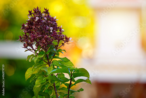 Basil (Ocimum sanctum). Closeup of holy basil, Thai basil plant organic vegetable acreage herb Holy basil with small bug in the garden .
