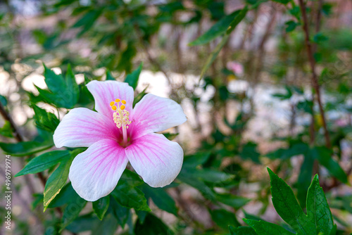 Hibiscus rosa-sinensis, known colloquially as Chinese hibiscus, China rose, Hawaiian hibiscus, rose mallow nature style background or noise and soft focus or blur.