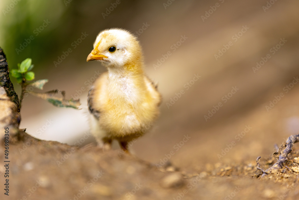 Baby Chick 