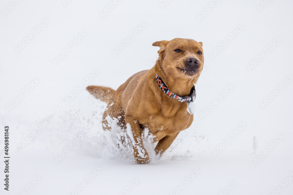 brown labrador retriever running in deep snow in swiss winter brown labrador retriever running in deep snow in swiss winter