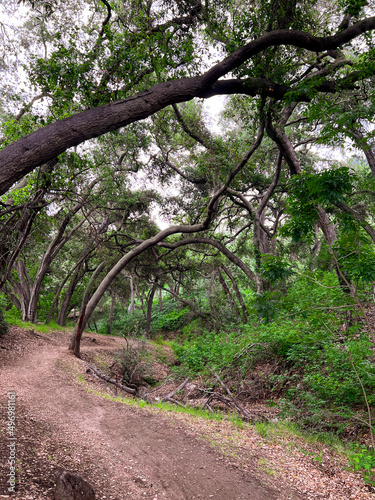 Interesting Coast Live Oaks Arching Over Trail photo