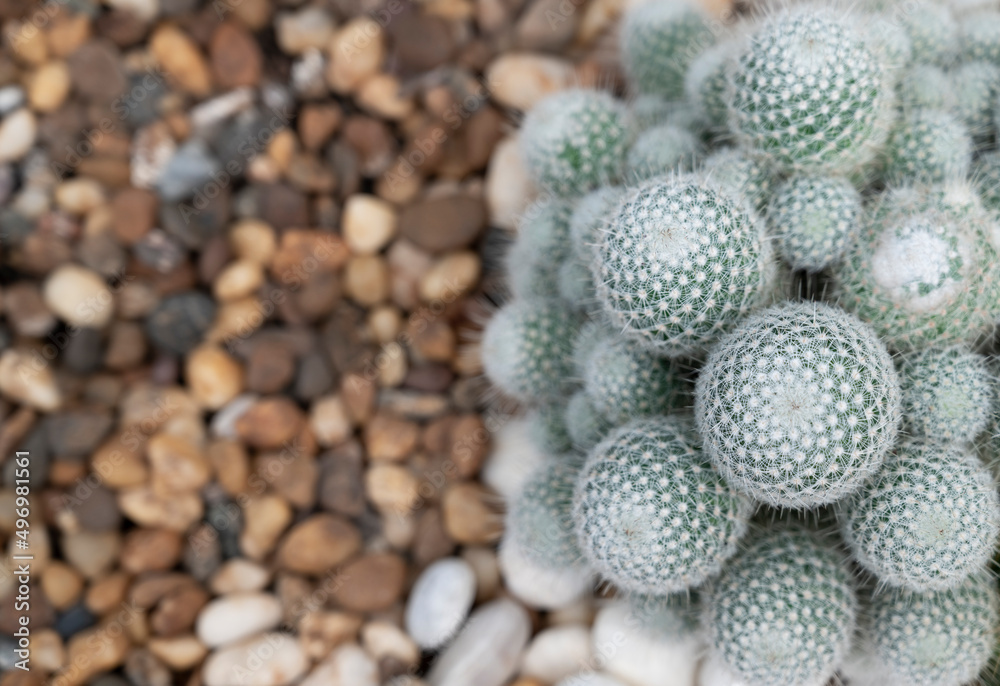 Selective focus of Mammillaria cactus clumping with round-shaped and white wool. Composition with half of the small brown pebbles for text background. Selective focus of Mammillaria cactus clumping with round-shaped and white wool. Composition with half of the small brown pebbles for text background.