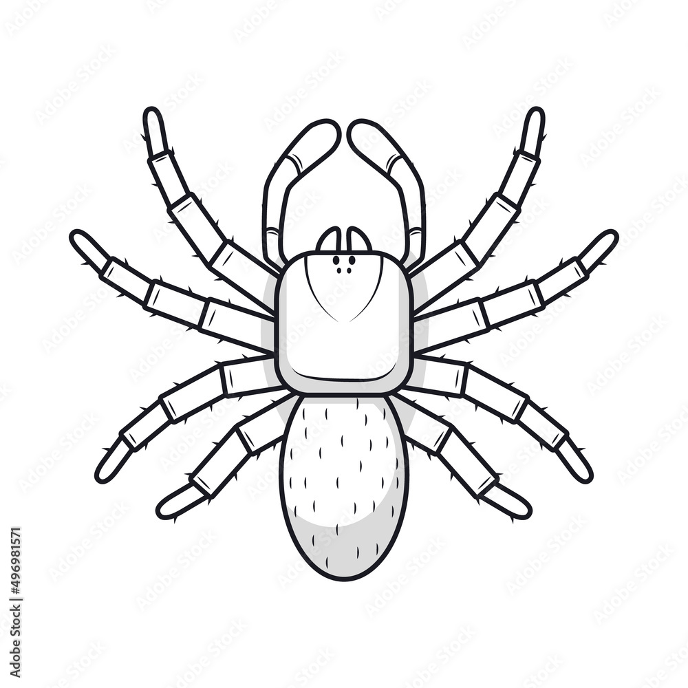 drawing spider design drawing spider design
