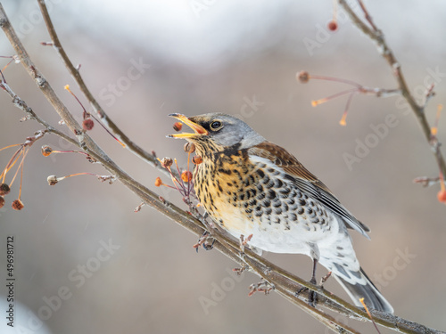 Fieldfare sitting on the bush and feeding on wild red apples in winter or early spring time.