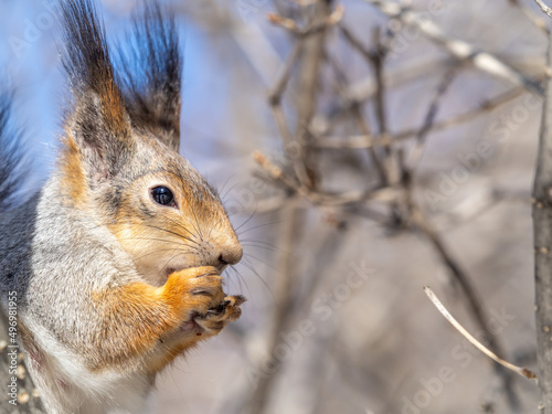 The squirrel with nut sits on tree in the winter or late autumn. Portrait of the squirrel close-up © Dmitrii Potashkin