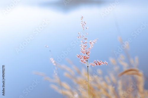 Rose Natal grass with blurry brown and blue color background from dry leaves and water from the lake.