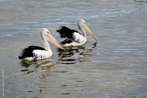 Two Pelican birds swimming in lake