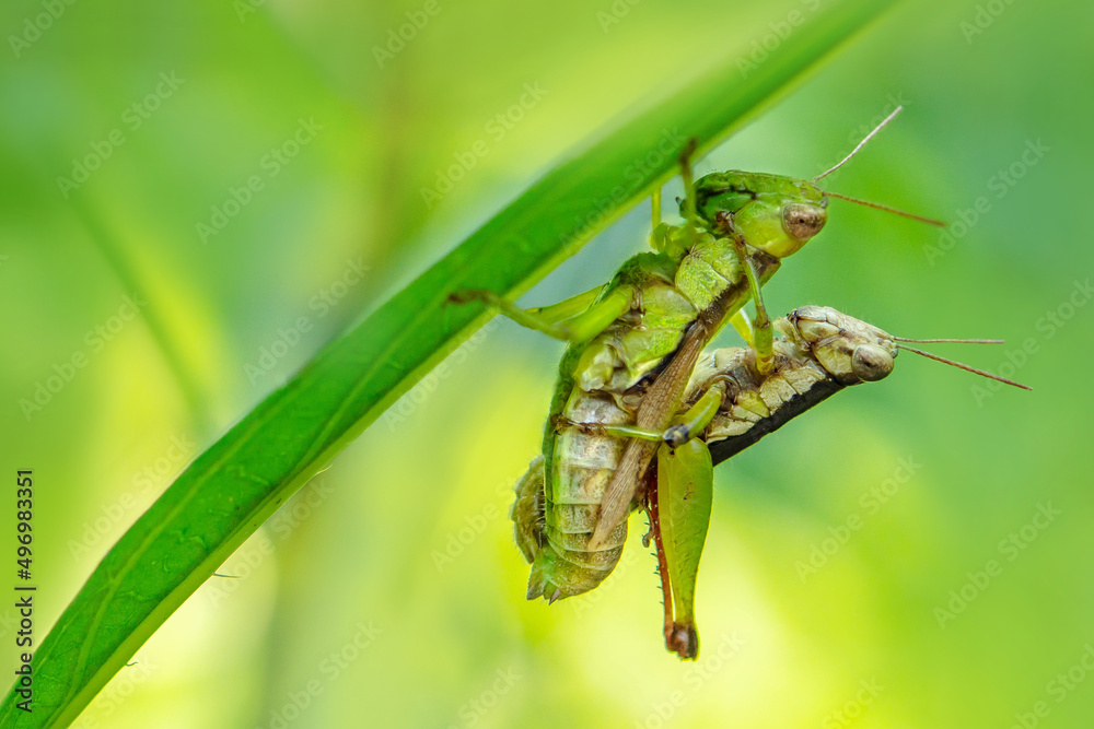 Two mating grasshoppers and nice background bokeh Two mating grasshoppers and nice background bokeh