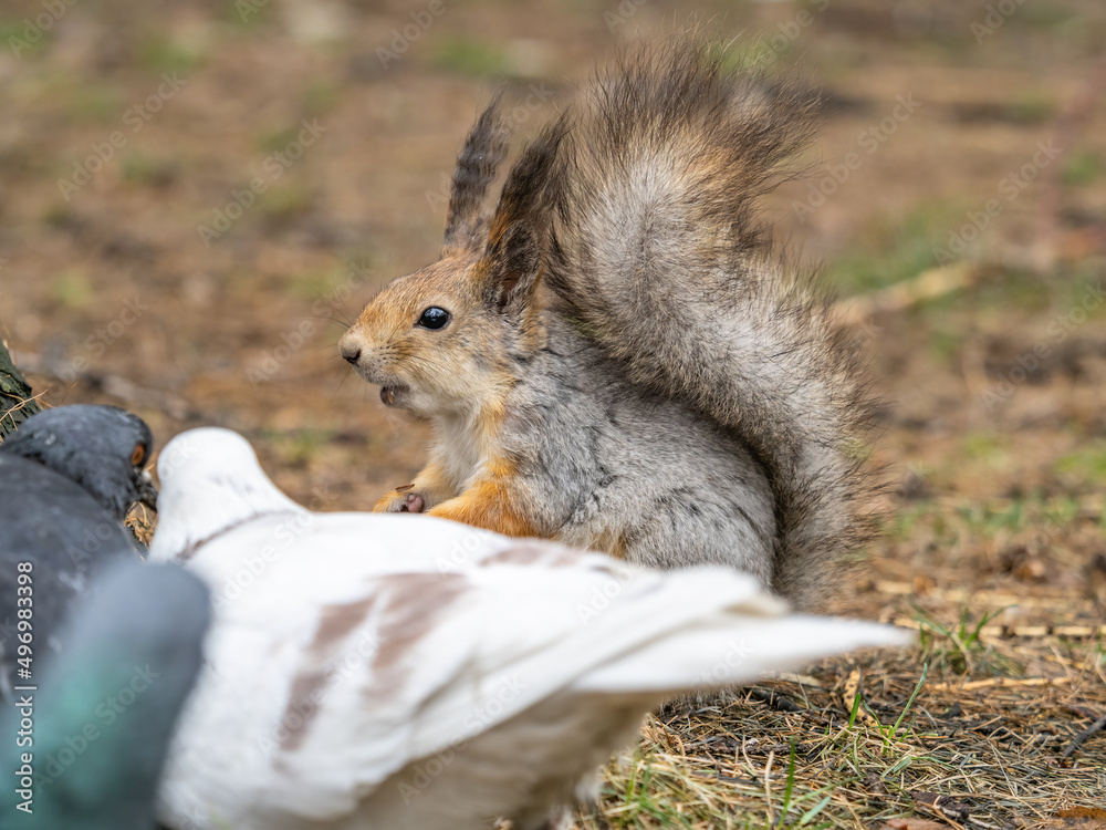 Fototapeta premium Squirrel in autumn or spring with nut on the green grass with fallen yellow leaves