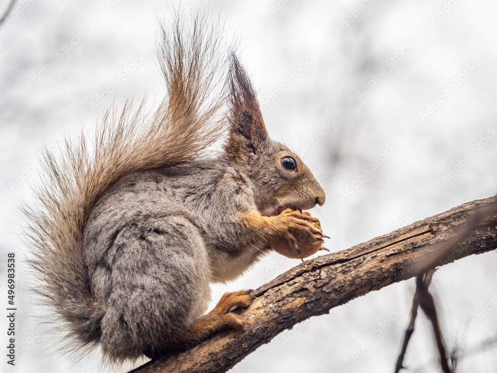 Fototapeta premium The squirrel with nut sits on a branches in the spring or summer.