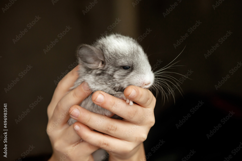 Little gray chinchilla in reliable caring hands Little gray chinchilla in reliable caring hands