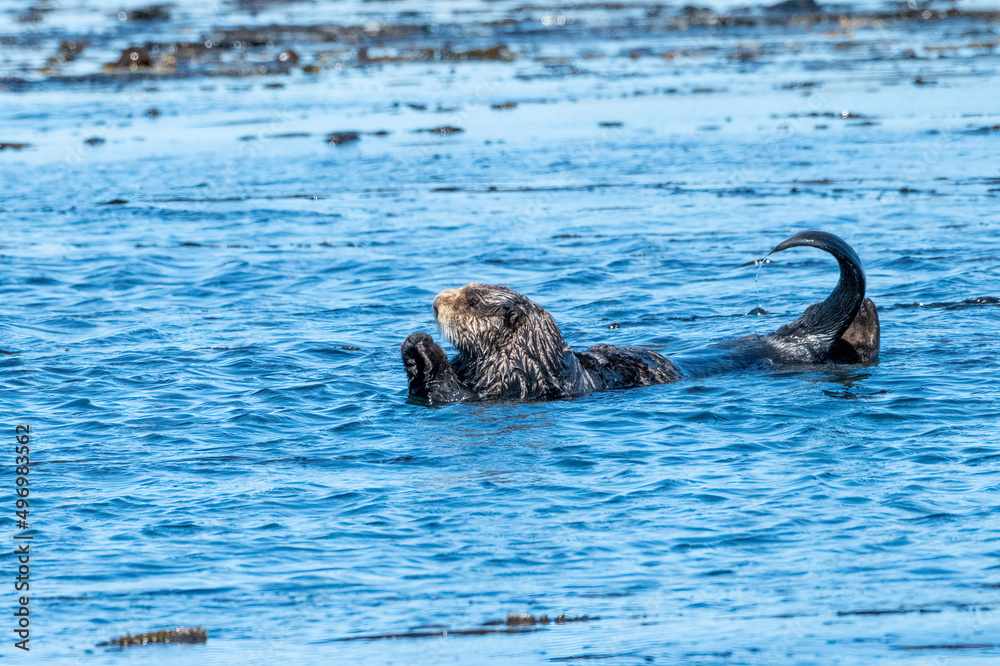 Fototapeta premium Sea Otter swimming near Kachemak Bay, Alaska