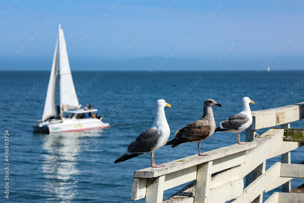 seagulls on the pier