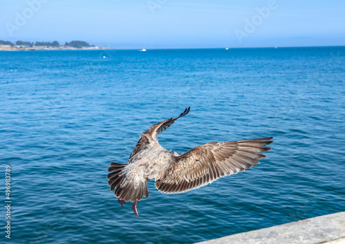 seagull in flight © Liliya