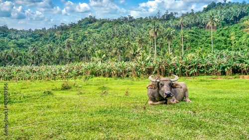 An adult carabao (Bubalus bubalis), a type of water buffalo native to the Philippines, relaxes on grass after a day of agricultural work, with banana plants and coconut palm trees in the background. photo
