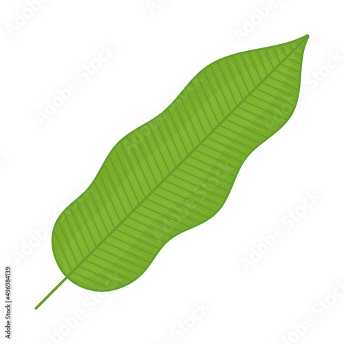 long leaf icon
