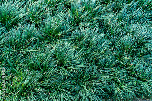 Ophiopogon japonicus (L.f.) Ker-Gawl. Kyoto Dwarf Grass at the garden background. ( LILIACEAE ) photo