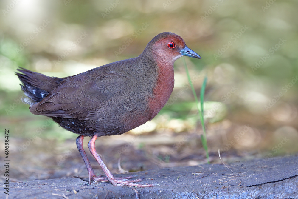 myterious brown bird with red eye and chest standing beside water hole in paddy field, ruddy-breasted crake myterious brown bird with red eye and chest standing beside water hole in paddy field, ruddy-breasted crake