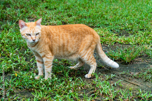 Brown Thai cat on grass field background. Side of Thailand pussy cat on lawn