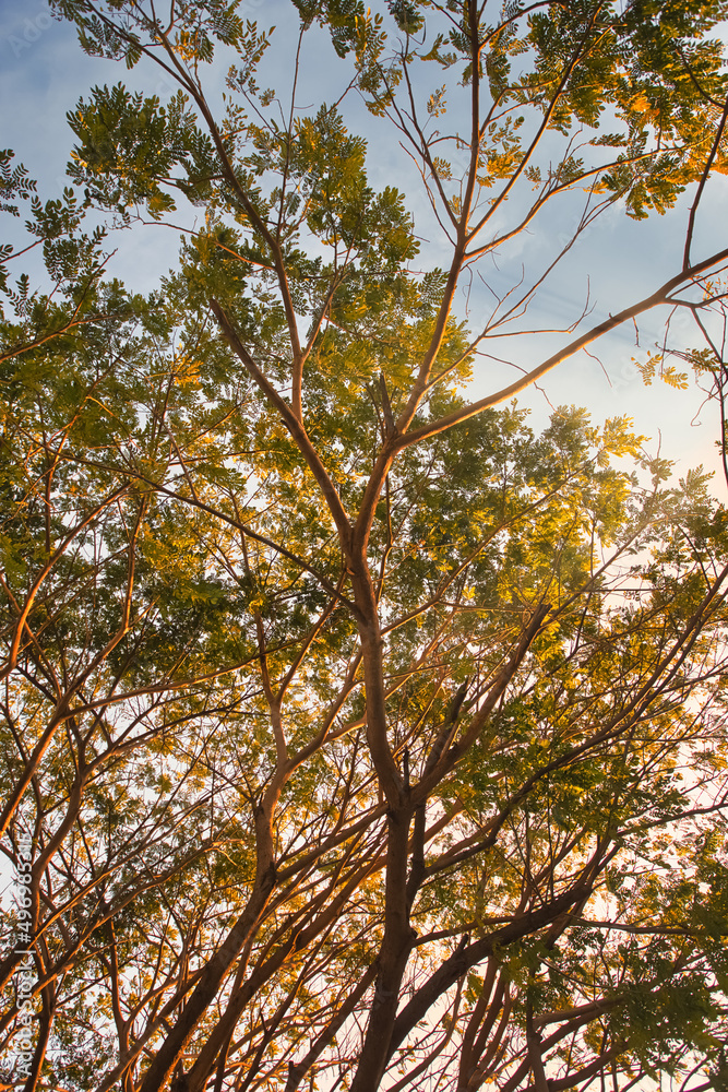 Obraz premium The trees in the city, seen from the worm's point of view, show some shade. refreshing to relax and live