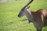 A view of a common eland, seen at a local city zoo.