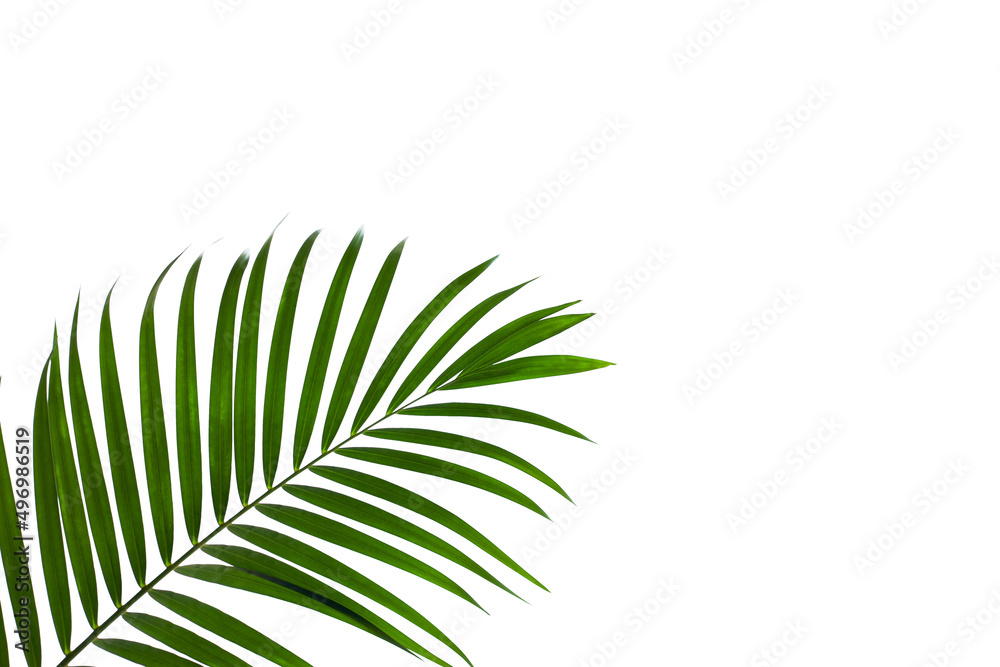 Fototapeta premium leaves of palm isolated on white background, summer background