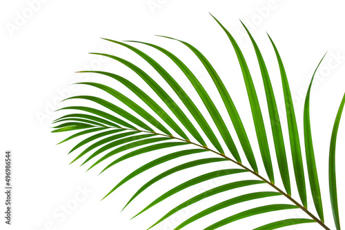 leaves of palm isolated on white background  summer background