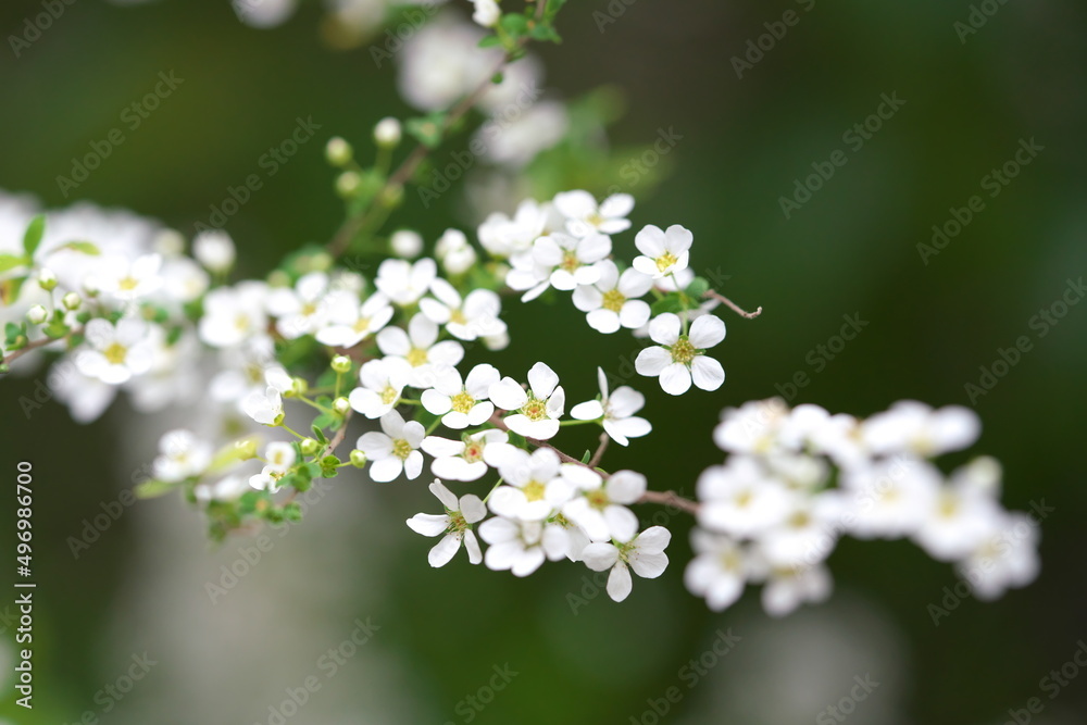 枝垂れるゆきやなぎの花 枝垂れるゆきやなぎの花