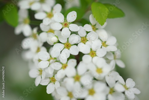 枝垂れるゆきやなぎの花