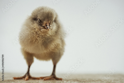 Slika na platnu Portrait of fluffy baby chicken standing