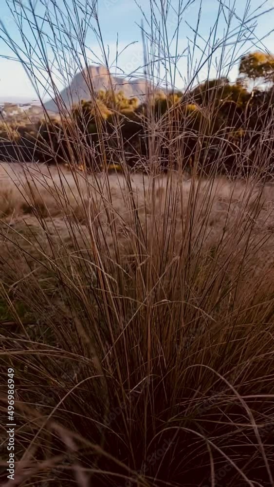 Vertical slow motion video of grass at dawn Vertical slow motion video of grass at dawn