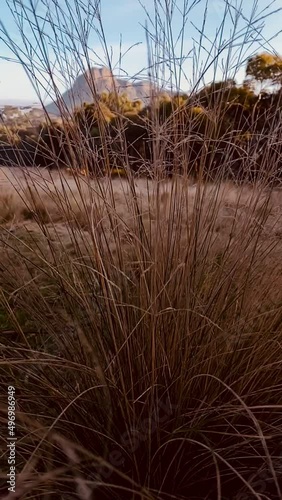 Vertical slow motion video of grass at dawn