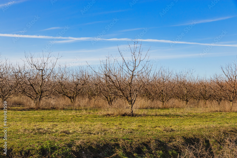 Trees planted in straight rows in a spring garden on a sunny day. Rows of fruit trees under a blue cloudy sky. The concept of organic products. Agricultural industry. Gardening. Trees planted in straight rows in a spring garden on a sunny day. Rows of fruit trees under a blue cloudy sky. The concept of organic products. Agricultural industry. Gardening.