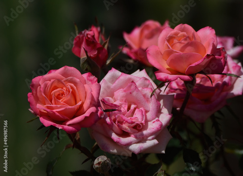 pink bouquet