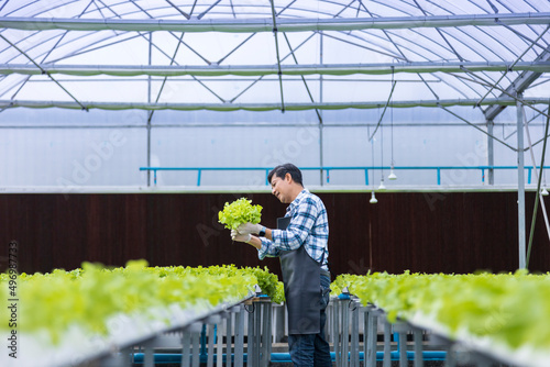 Photos Happy Asian local farmer checking the plant health inside green oak salad lettuc