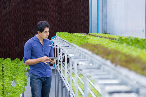 Photography Asian local farmer inspecting his green oak salad lettuce seedling in the contro