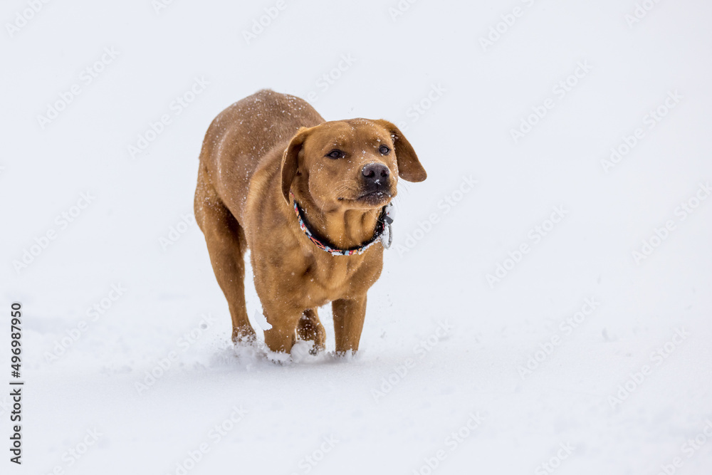 brown labrador retriever running in deep snow in swiss winter brown labrador retriever running in deep snow in swiss winter