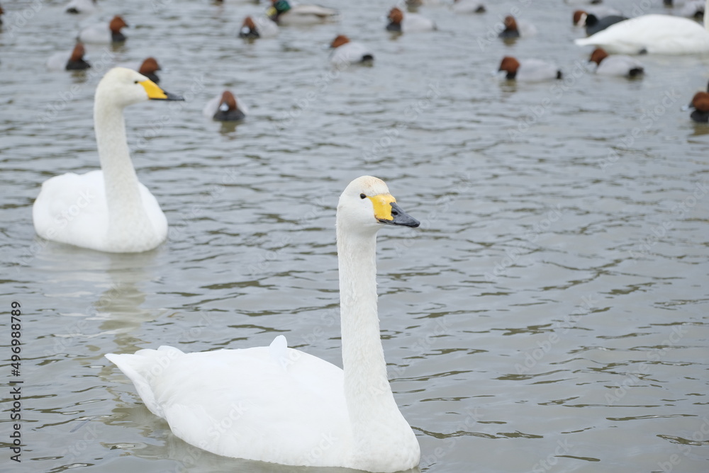 Fototapeta premium Whooper swans in Nagamineoike, Feb2022