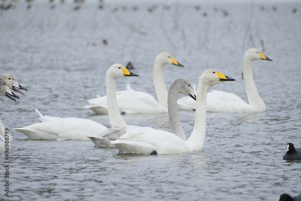 Obraz premium Whooper swans in Nagamineoike, Feb2022