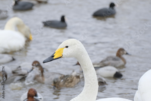 Whooper swans in Nagamineoike, Feb2022