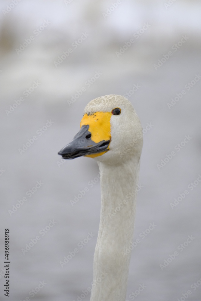 Fototapeta premium Whooper swans in Nagamineoike, Feb2022